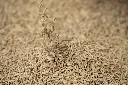 Meadow Mash-169.webp