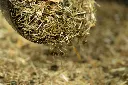 24-1659 - Pure Feed - Raw Ingreidents-72.webp