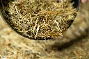 24-1659 - Pure Feed - Raw Ingreidents-44.webp